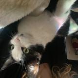 Foto del gato perdido en Bavans