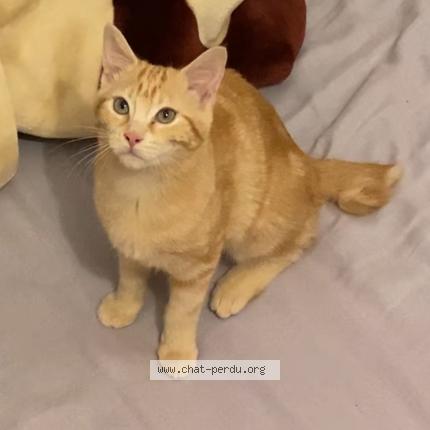 Foto 1/1 Shana Chat perdido en Houilles