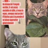 Foto del gato perdido en Toulouse