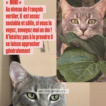 Foto 1/1 Mirage Chat perdido en Toulouse
