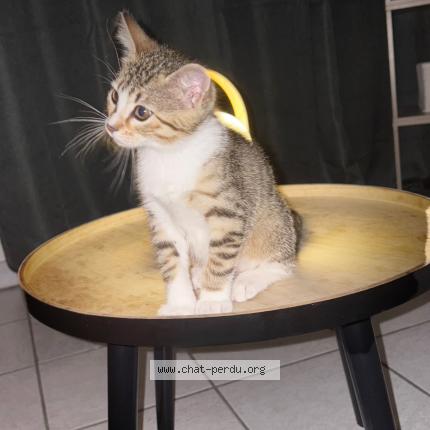 Foto 3/3 Niyah Chat perdido en Auxerre