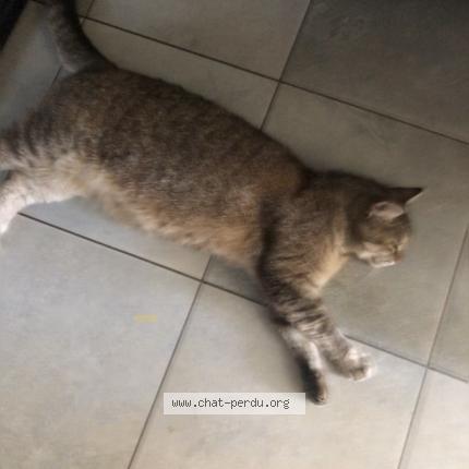 Foto 1/1 Chipie Chat perdido en Vaivre et montoille