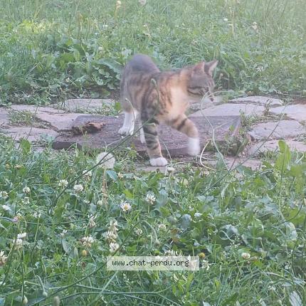 Foto 1/1 Cathy Chat perdido en Aix en othe