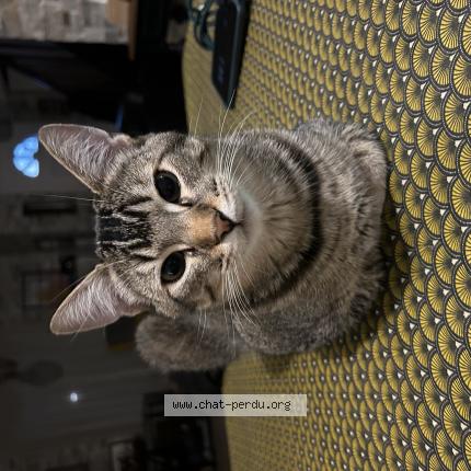 Foto 1/1 Bulle Chat perdido en Maurecourt