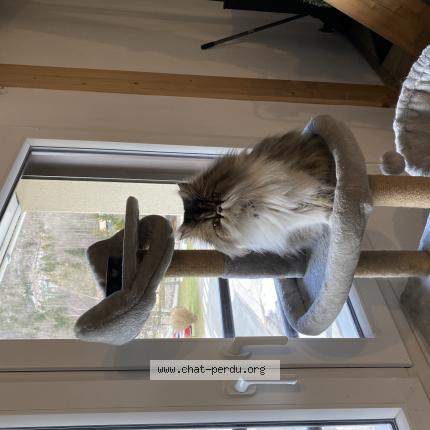 Foto 1/1 Utah Chat perdido en Messey sur grosne