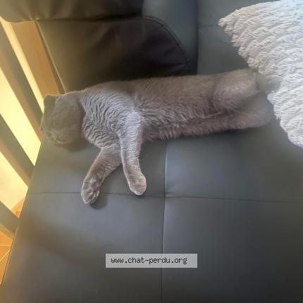 Foto 1/1 Mimi Chat perdido en Vif