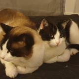 Foto del gato perdido en Bonson