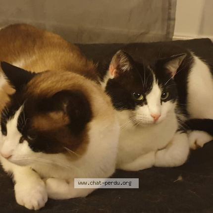 Foto 1/1 Yuki Chat perdido en Bonson