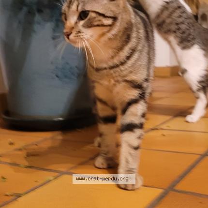 Foto 1/1 Tiru Chat perdido en Ardenay sur merize