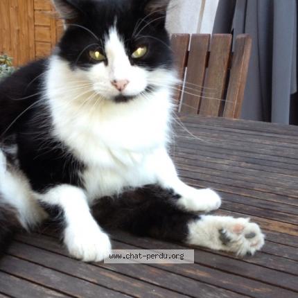 Foto 1/1 Grisou Chat perdido en La gaude