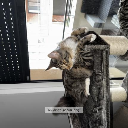 Foto 1/1 SIMBA Chat perdido en Castanet tolosan