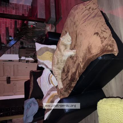 Foto 1/1 Cacahou&egrave;te Chat perdido en Liffol le petit