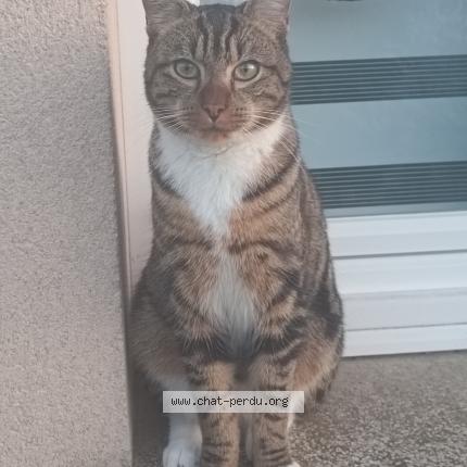 Foto 1/1 Xhinnou Chat perdido en Illiers combray