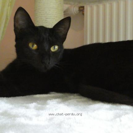 Foto 1/1 Lyre Chat perdido en Grenoble