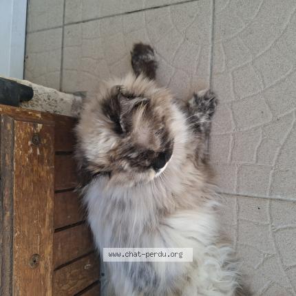 Foto 1/3 Gato encontrado Encontrado en Le cres