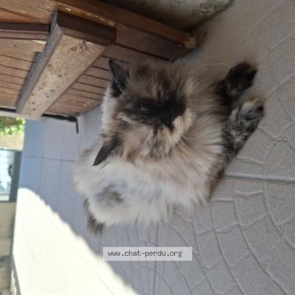 Foto 2/3 Gato encontrado Encontrado en Le cres