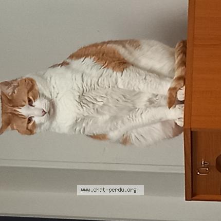 Foto 1/1 Fripouille Chat perdido en Bolbec