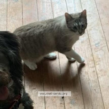 Foto 1/1 Cardigan Chat perdido en Amiens