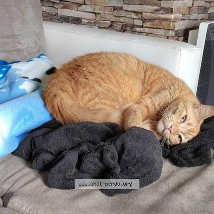 Foto 1/1 Rakam Chat perdido en Ceauce