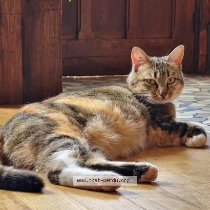 Foto 1/1 Mikasa Chat perdido en Vitry sur seine