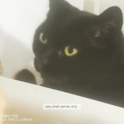 Foto 1/1 Princesse Chat perdido en Sorel tracy