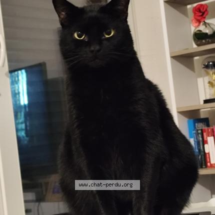 Foto 1/1 Gato encontrado Perdido en Saint sulpice et cameyrac