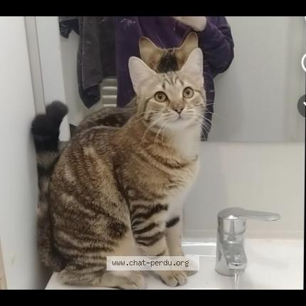 Foto 1/1 Okinawa Chat perdido en Loperec