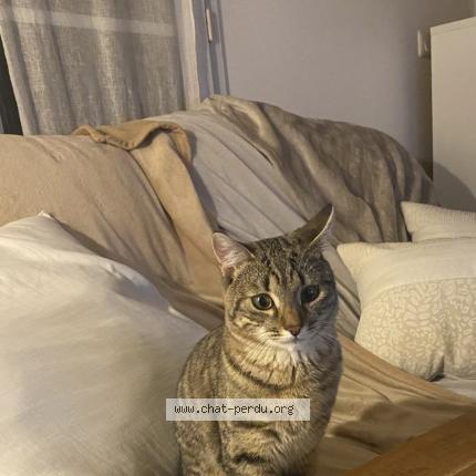 Foto 1/1 Yoko Chat perdido en Chamant