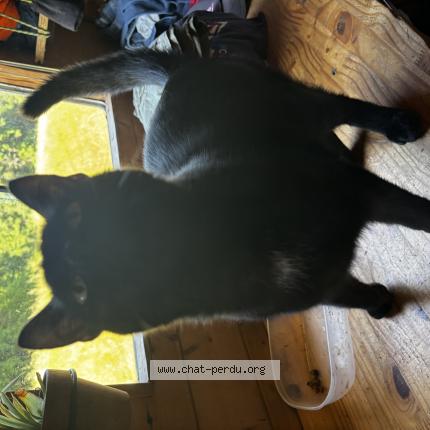 Foto 1/1 Salem Chat perdido en Thezac