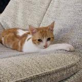 Foto del gato perdido en Agen