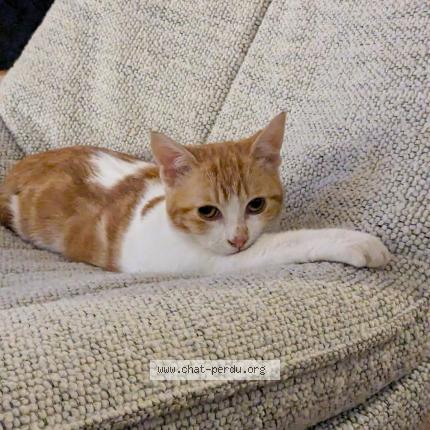 Foto 1/1 Maggie Chat perdido en Agen