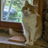 Foto del gato perdido en Belleydoux