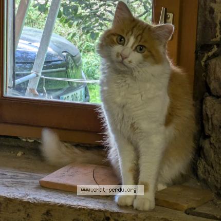 Foto 1/1 Gato encontrado Perdido en Belleydoux