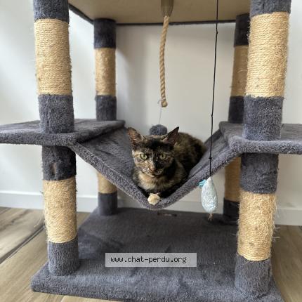 Foto 1/1 Gato encontrado Encontrado en Ecuille