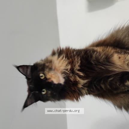 Foto 1/1 Comete Chat perdido en Puygouzon