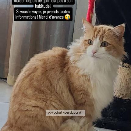 Foto 1/1 Atreus Chat perdido en Uriage les bains