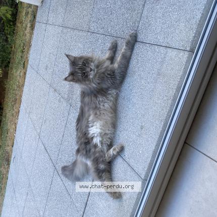 Foto 1/1 Gato encontrado Encontrado en Annecy