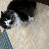 Foto del gato perdido en Chennai