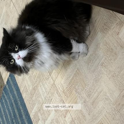 Foto 1/1 Oreo Chat perdido en Chennai