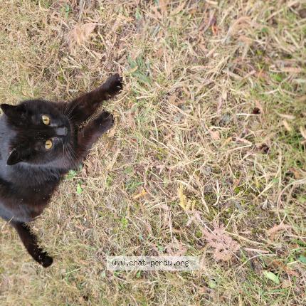 Foto 1/1 Gato encontrado Encontrado en Pessac