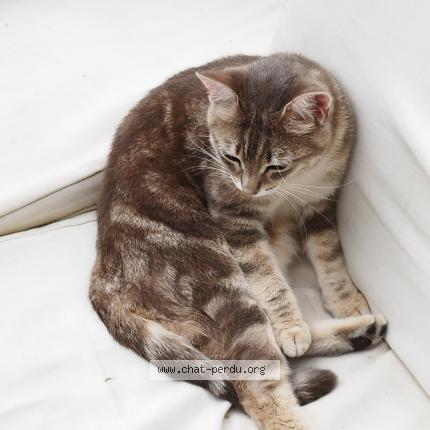 Foto 1/1 Pixie Chat perdido en Seynod