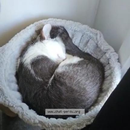 Foto 1/1 Lilou Chat perdido en Athis mons