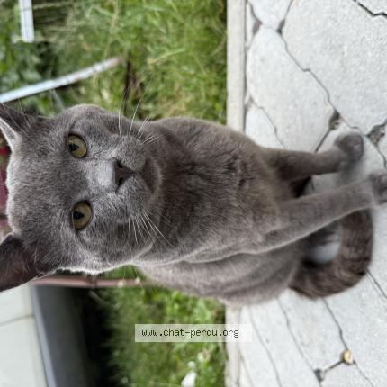 Foto 1/1 Gato encontrado Encontrado en Court saint etienne