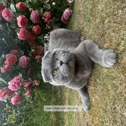 Foto 1/1 Siberie Chat perdido en Court saint etienne