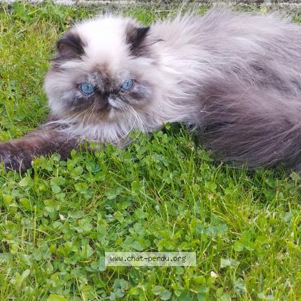 Foto 1/1 Sidonie Chat perdido en Pepinster