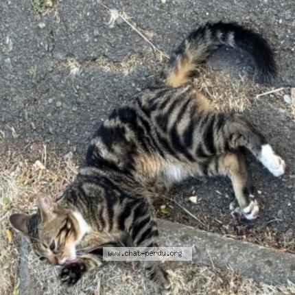 Foto 1/1 Alvin Chat perdido en La rochelle