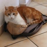 Foto del gato perdido en Annecy Le Vieux