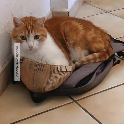 Foto 1/2 Filou Chat perdido en Annecy le vieux