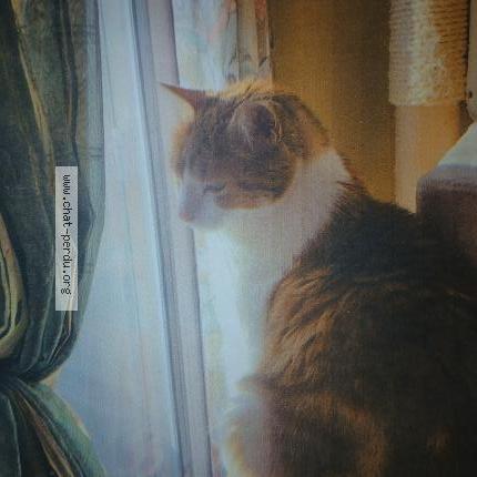 Foto 2/2 Filou Chat perdido en Annecy le vieux