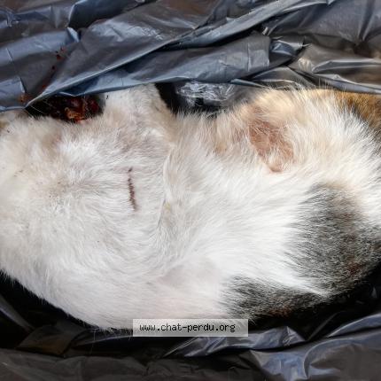 Foto 1/1 Gato encontrado Encontrado en Lentilly